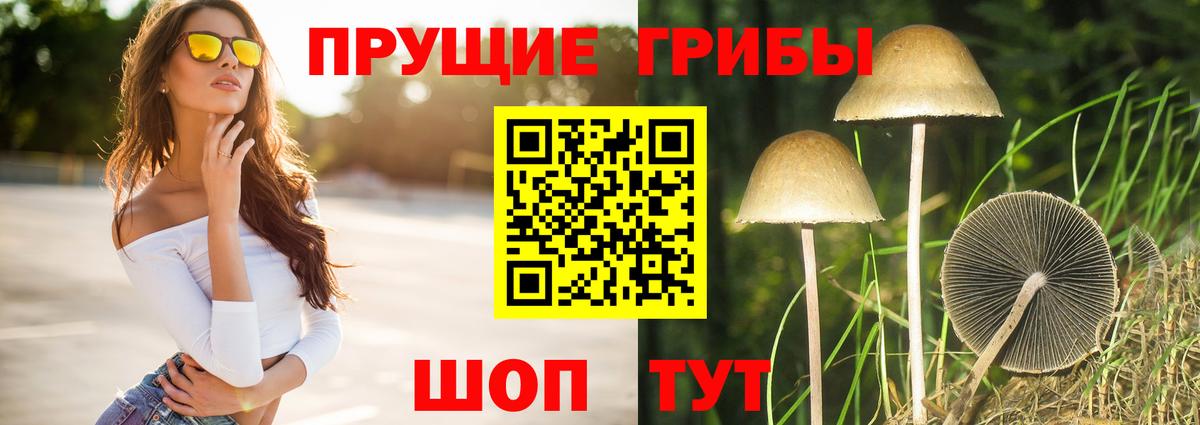 Псилоцибиновые грибы Cubensis Владикавказ